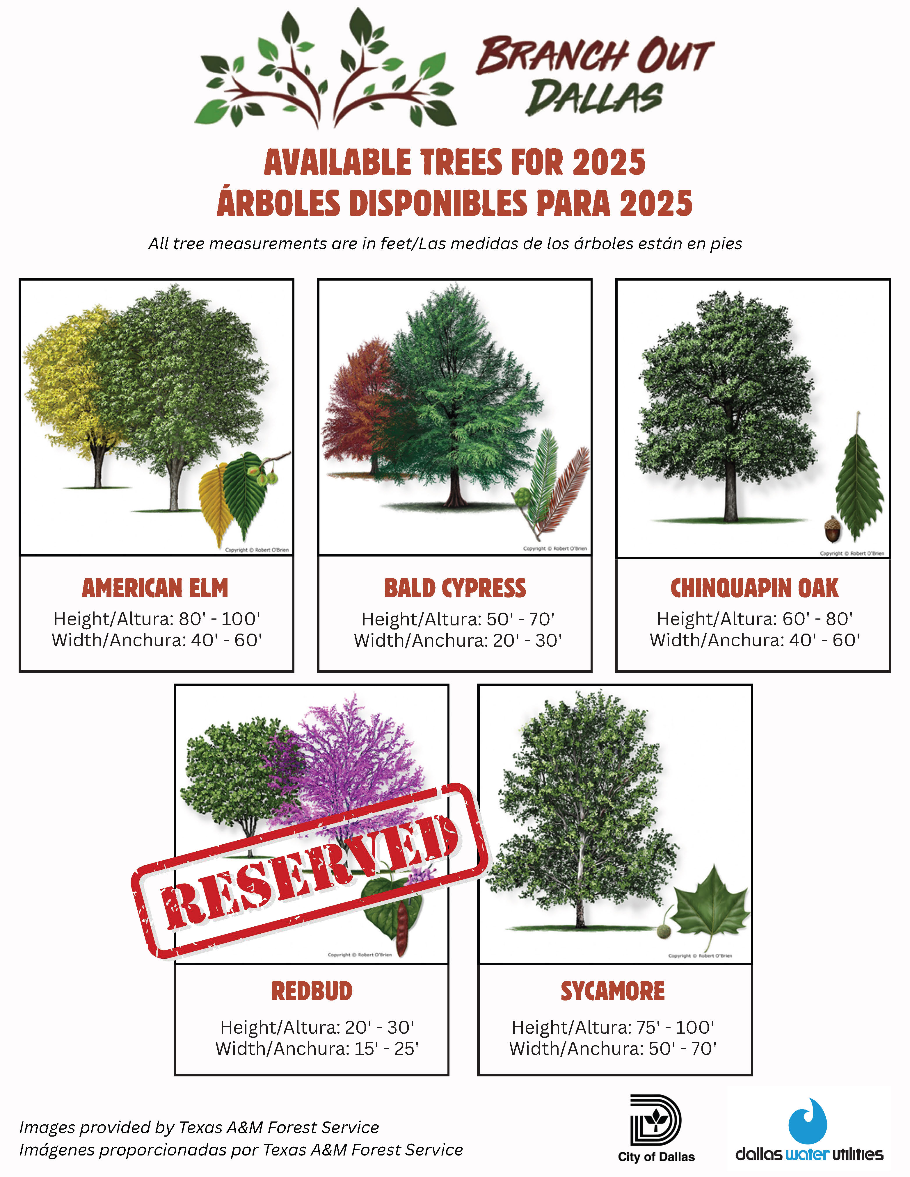Available Trees Flyer 2025 Eng + Spn_UPDATED 9-17-2025.jpg