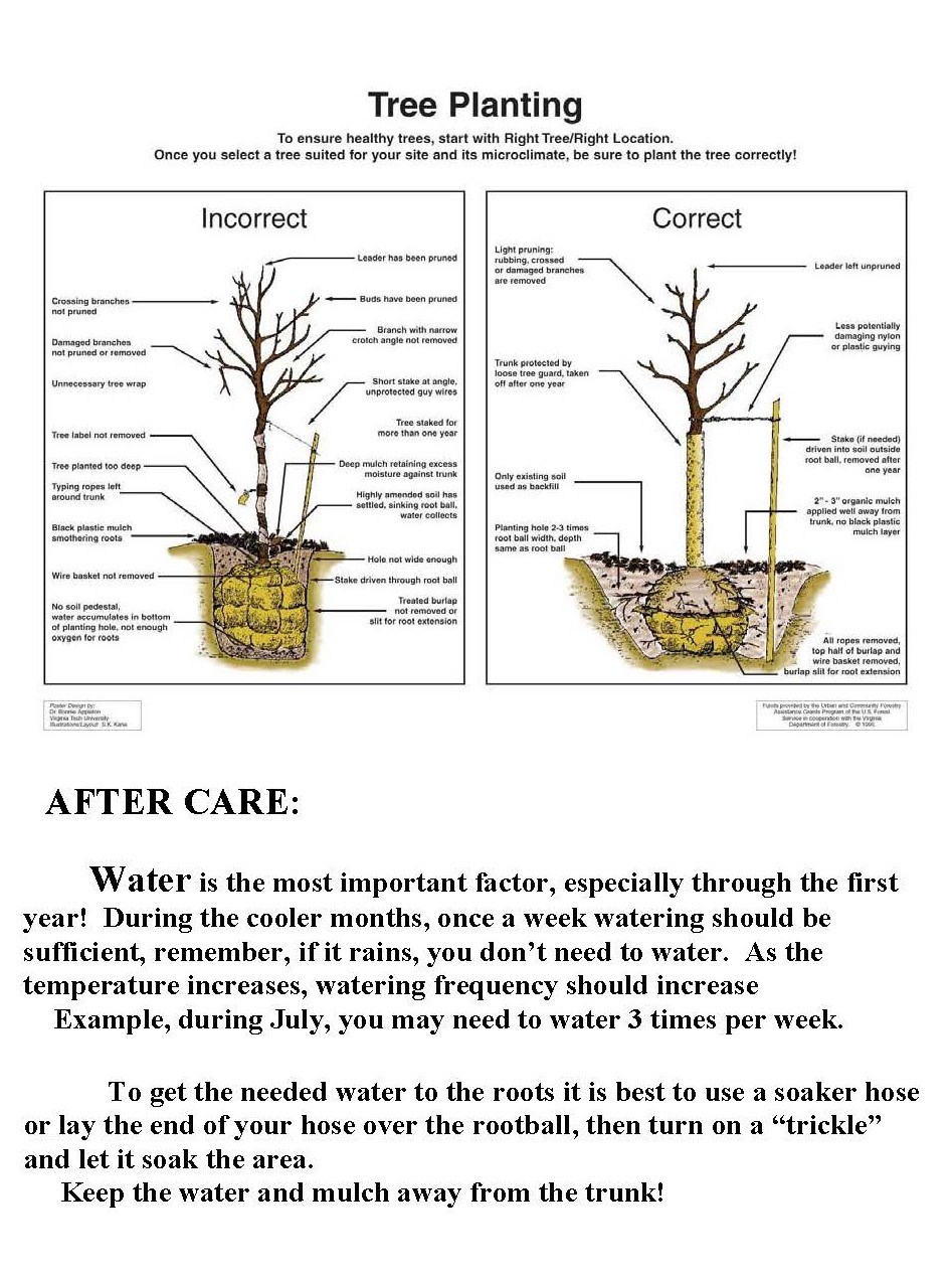 planting handout-crop.jpg